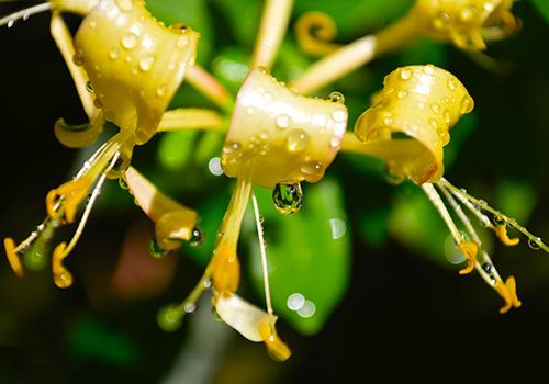 金银花藤煮水喝的功效 金银花藤煮水的步骤