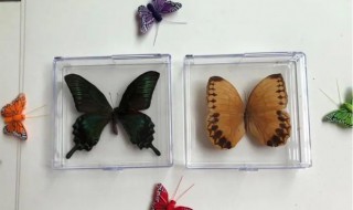 蝴蝶怎么做成标本 蝴蝶做成标本的方法
