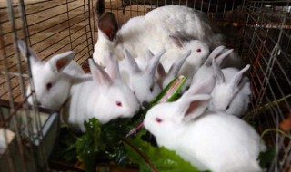 兔子要怎么养 兔子需要如何养