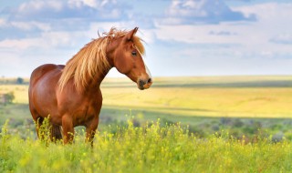 世界上最大的马 世界上最大的马是什么