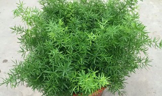 天门冬种植方法 天门冬种植方法简单介绍