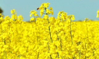 油菜花能榨油吗 油菜花可以榨油吗