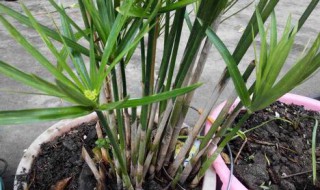 养水竹的繁殖方法 水竹的繁殖方法