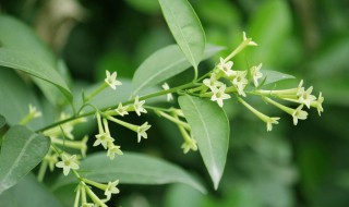 夜来香开花时间 夜来香几时开花