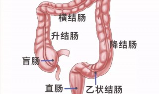 怎么预防结肠癌和直肠癌 如何预防结肠癌和直肠癌