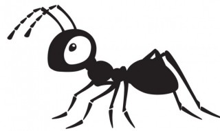 蚂蚁特征 蚂蚁特征的介绍