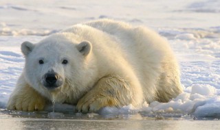 北极熊为什么濒临灭绝 为什么北极熊濒临灭绝
