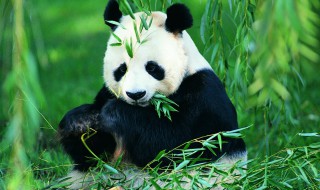 熊猫喜欢吃什么竹子 熊猫喜欢吃哪些种类的竹子
