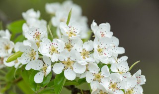 一朵梨花压海棠这句话的意思是什么 一朵梨花压海棠的由来