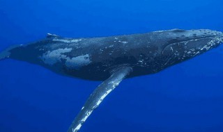 蓝鲸的寿命 蓝鲸寿命介绍