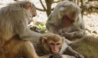 猴子寿命一般在多少年左右 猴子寿命有多少年