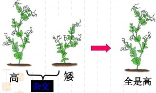 显性性状隐性性状的概念是什么 显性性状隐性性状的概念介绍