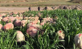 200只羊要种几亩牧草 有什么养殖方法
