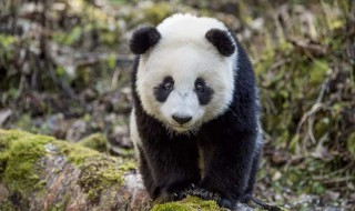 大熊猫是否冬眠 熊猫会不会冬眠