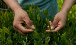 茶叶的种植和管理技术 茶叶的种植和管理技术是什么