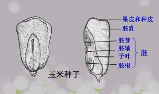 胚乳和子叶的区别 胚乳和子叶的区别是什么