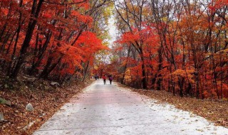 沈阳哪里赏枫叶 快来看看吧