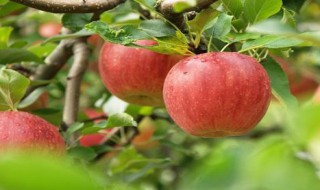 常吃苹果的好处 苹果对身体的好处