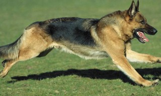 什么狗适合防身 德国牧羊犬和大丹犬