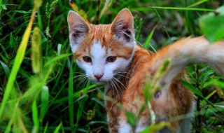 流浪猫把小猫藏在哪里 流浪猫产仔会把小猫藏在什么地方