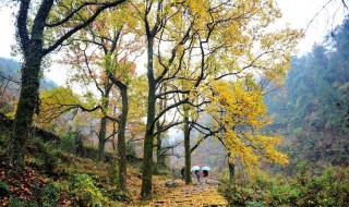 南黄古道今年最佳旅行时间（南黄古道游玩攻略 时间）