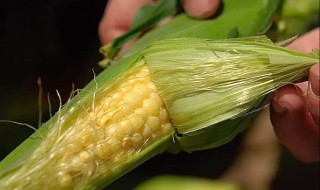 玉米须可以长期喝吗 不正确饮用的情况下可出现的危害