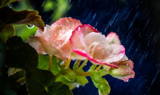 海棠不惜胭脂色独立蒙蒙细雨中的意思 海棠不惜胭脂色独立蒙蒙细雨中意思介绍