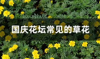 国庆花坛常见的草花 国庆花坛常见的草花有哪些