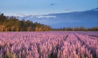 7月14是什么节 这是一个浪漫的节日