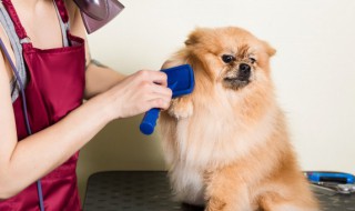 博美犬怀孕期间吃什么食物好（怀孕的博美吃些什么）