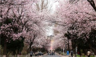 武汉大学的樱花什么时候开（武汉大学的樱花什么时候开始）