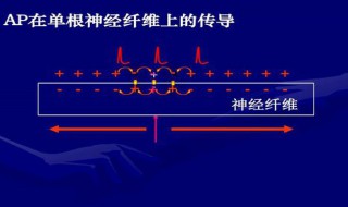 动作电位的产生为什么呈全或无现象（动作电位的全或无现象使动作电位具备了哪些特征）