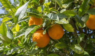 如何种柑橘树 如何种柑橘树盆景