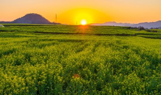 夕阳穿树补花红赏析（夕阳穿树补花红什么意思）