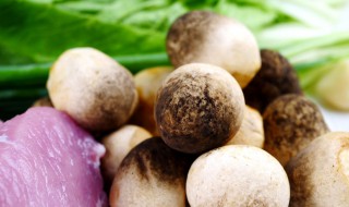 草菇的营养价值 草菇的营养价值和禁忌