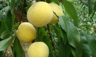 黄桃的营养价值 黄桃的营养价值及禁忌