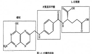 叶酸的作用（叶酸的作用与功效）