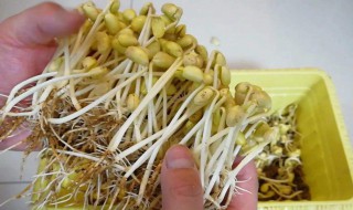 发豆芽如何才能把须根变短（发豆芽如何才能把须根变短点）