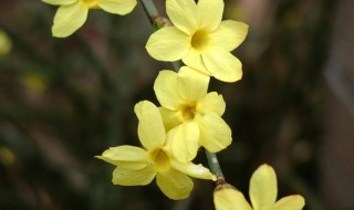 迎春花是什么颜色（迎春花是什么颜色 迎春花图片）