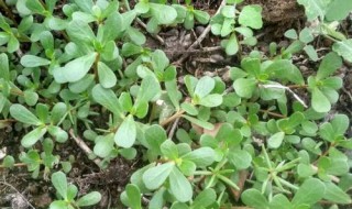 马齿苋科多肉植物的养护方法 多肉马齿苋怎样养