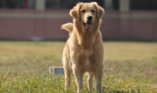 金毛犬吃什么食物最好 金毛犬吃什么食物最好呢