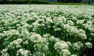 韭菜花怎么腌（韭菜花怎么腌制不变色）