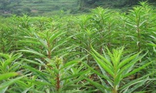 赶黄草的功效与作用 古蔺赶黄草的功效与作用