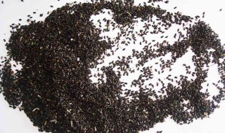 薰衣草如何收集种子 薰衣草如何收集种子的