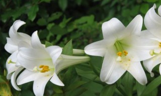 百合花的盆栽方法是什么（百合花的养花方法）