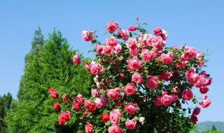 树状月季用什么砧木 树状月季的砧木