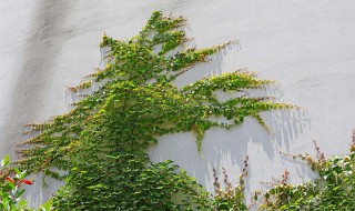 盆栽爬山虎多久浇水一次 爬山虎刚移栽几天一浇水