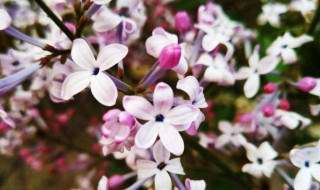 五瓣丁香花的花语是什么（五瓣丁香花的花语是什么意思）