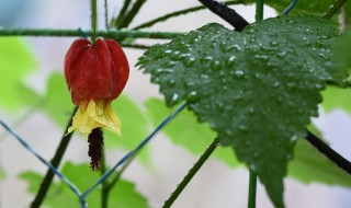 蔓性风铃花能活几年（蔓性风铃花花期有多长）