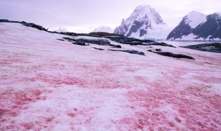 南极出现西瓜雪是怎么回事儿 南极出现西瓜雪的原因